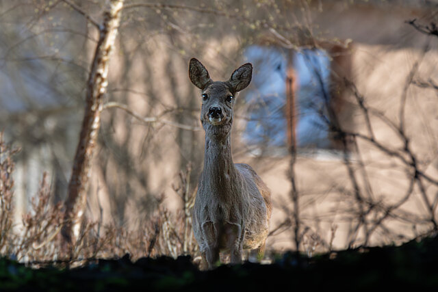🔬 Capreolus capreolus 🇬🇧 Roe Deer 🇵🇱 Sarna