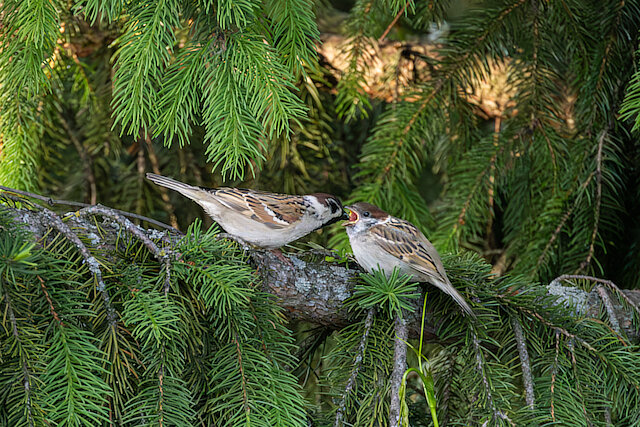 🔬 Passer montanus 🇬🇧 Eurasian Tree Sparrow 🇵🇱 Wróbel mazurek