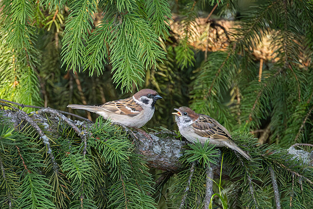 🔬 Passer montanus 🇬🇧 Eurasian Tree Sparrow 🇵🇱 Wróbel mazurek