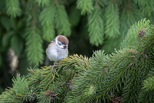 🔬 Passer montanus 🇬🇧 Eurasian Tree Sparrow 🇵🇱 Wróbel mazurek