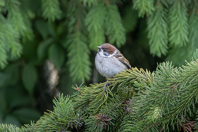 🔬 Passer montanus 🇬🇧 Eurasian Tree Sparrow 🇵🇱 Wróbel mazurek