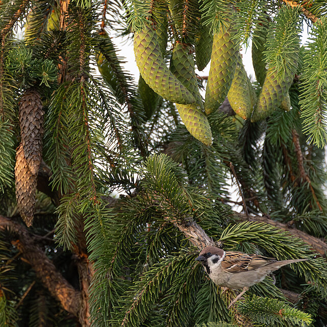 🔬 Passer montanus 🇬🇧 Eurasian Tree Sparrow 🇵🇱 Wróbel mazurek