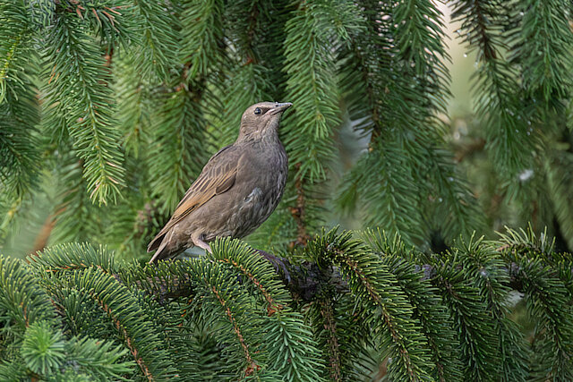 🔬 Sturnus vulgaris 🇬🇧 Common Starling 🇵🇱 Szpak