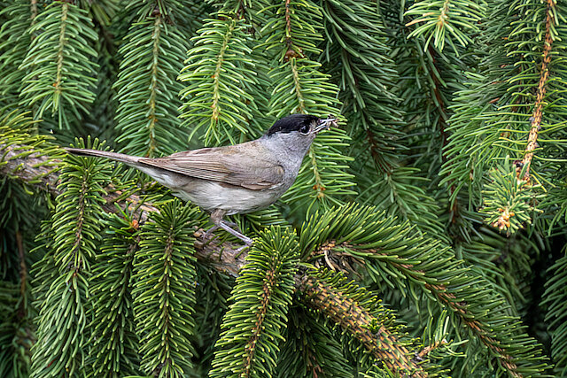 🔬 Sylvia atricapilla 🇬🇧 Eurasian blackcap 🇵🇱 Kapturka