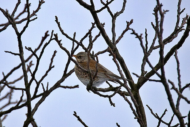 🔬 Turdus pilaris 🇬🇧 Fieldfare 🇵🇱 Kwiczoł