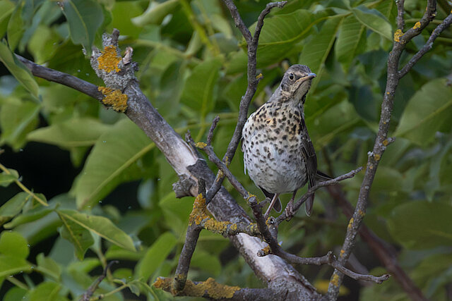 🔬 Turdus pilaris 🇬🇧 Fieldfare 🇵🇱 Kwiczoł
