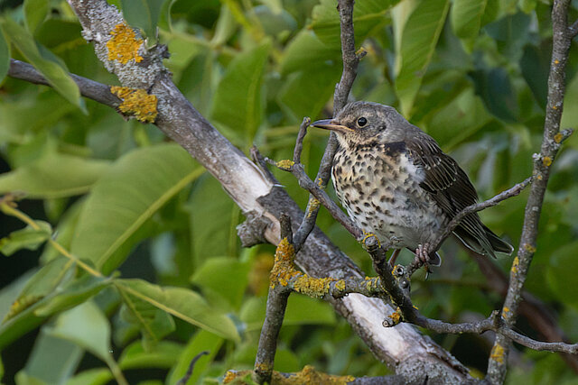 🔬 Turdus pilaris 🇬🇧 Fieldfare 🇵🇱 Kwiczoł