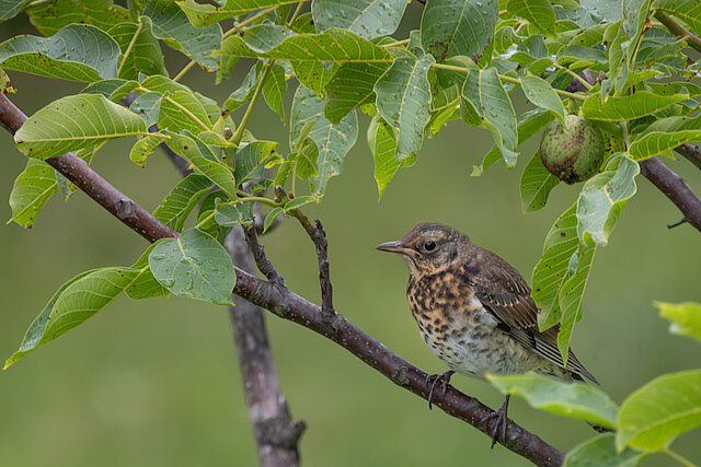 🔬 Turdus pilaris 🇬🇧 Fieldfare 🇵🇱 Kwiczoł