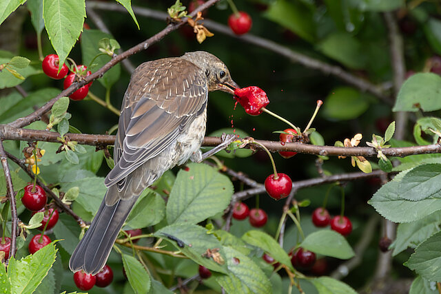 🔬 Turdus pilaris 🇬🇧 Fieldfare 🇵🇱 Kwiczoł