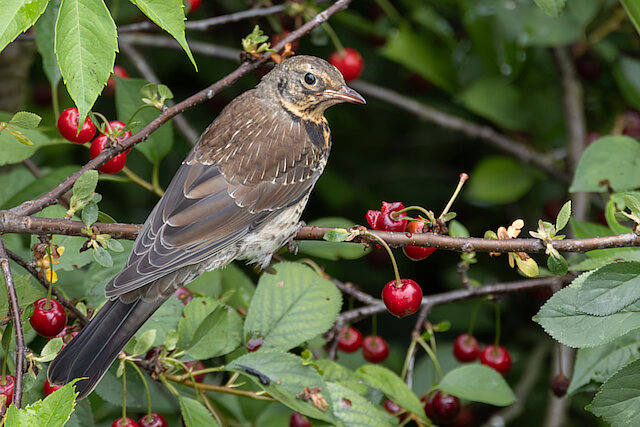 🔬 Turdus pilaris 🇬🇧 Fieldfare 🇵🇱 Kwiczoł