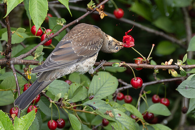 🔬 Turdus pilaris 🇬🇧 Fieldfare 🇵🇱 Kwiczoł