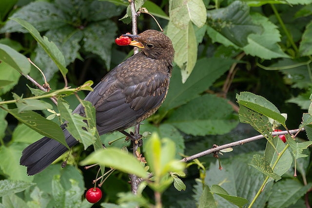 🔬 Turdus merula 🇬🇧 Common Blackbird 🇵🇱 Kos zwyczajny