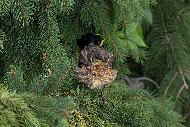 🔬 Turdus merula 🇬🇧 Common Blackbird 🇵🇱 Kos zwyczajny
