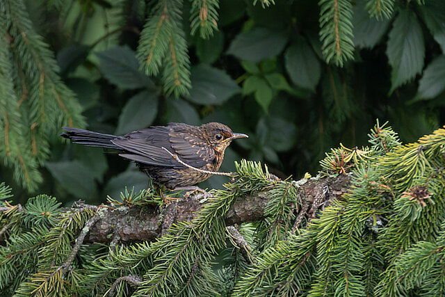 🔬 Turdus merula 🇬🇧 Common Blackbird 🇵🇱 Kos zwyczajny