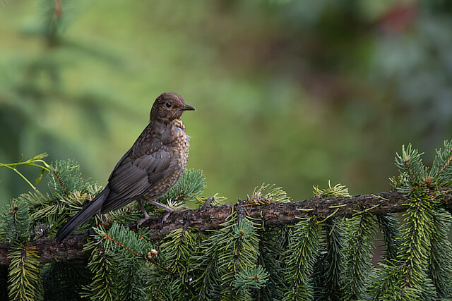 🔬 Turdus merula 🇬🇧 Common Blackbird 🇵🇱 Kos zwyczajny