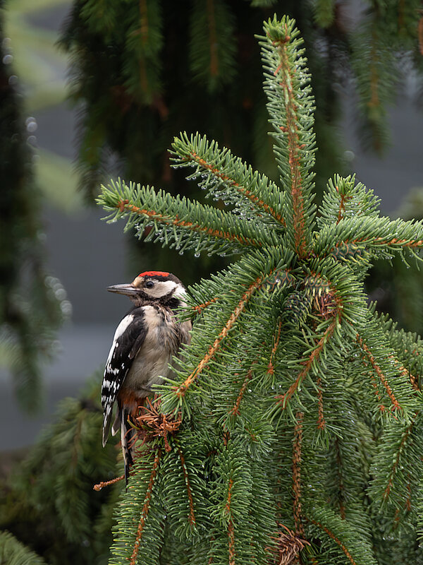 🔬 Dendrocopos major 🇬🇧 Great Spotted Woodpecker 🇵🇱 Dzięcioł duży