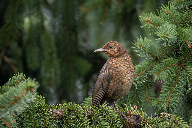 🔬 Turdus merula 🇬🇧 Common Blackbird 🇵🇱 Kos zwyczajny