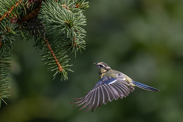 🔬 Cyanistes caeruleus 🇬🇧 Eurasian Blue Tit 🇵🇱 Sikora modra