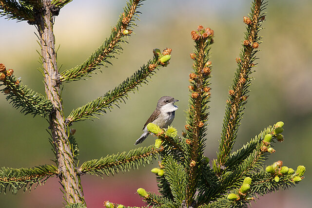 🔬 Sylvia communis 🇬🇧 Common Whitethroat 🇵🇱 Cierniówka
