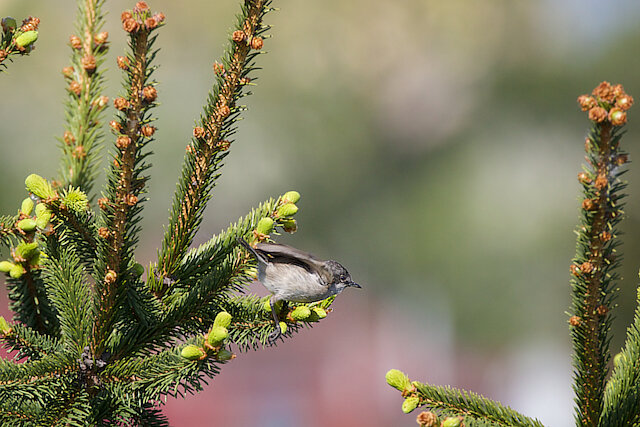 🔬 Sylvia communis 🇬🇧 Common Whitethroat 🇵🇱 Cierniówka
