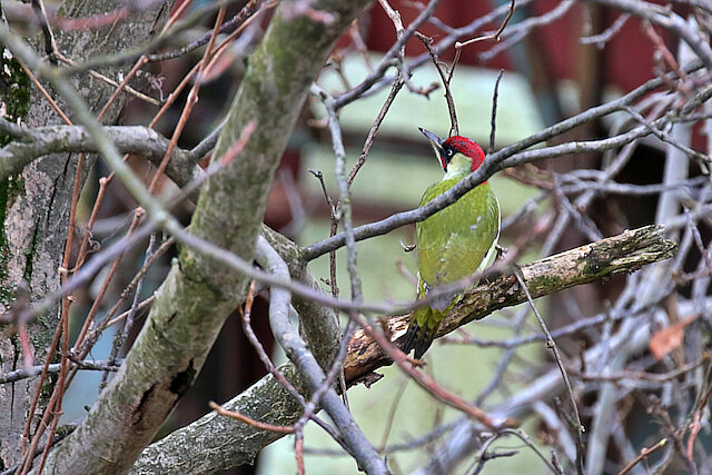 🔬 Picus viridis 🇬🇧 European Green Woodpecker 🇵🇱 Dzięcioł zielony