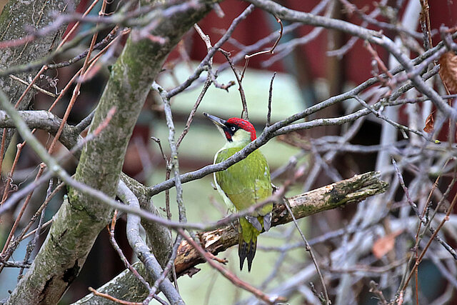 🔬 Picus viridis 🇬🇧 European Green Woodpecker 🇵🇱 Dzięcioł zielony
