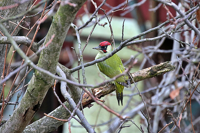 🔬 Picus viridis 🇬🇧 European Green Woodpecker 🇵🇱 Dzięcioł zielony