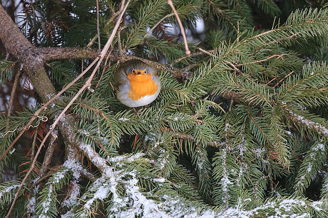 🔬 Erithacus rubecula 🇬🇧 European Robin 🇵🇱 Rudzik zwyczajny