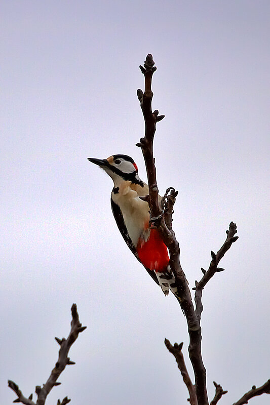 🔬 Dendrocopos major 🇬🇧 Great Spotted Woodpecker 🇵🇱 Dzięcioł duży