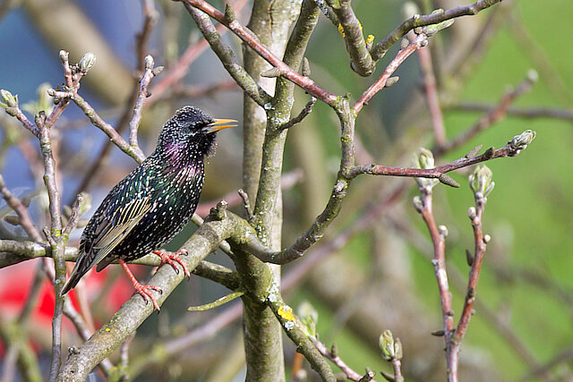 🔬 Sturnus vulgaris 🇬🇧 Common Starling 🇵🇱 Szpak