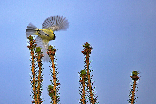 🔬 Parus major 🇬🇧 Great Tit 🇵🇱 Sikora bogatka