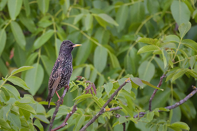 🔬 Sturnus vulgaris 🇬🇧 Common Starling 🇵🇱 Szpak