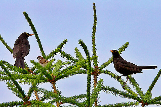 🔬 Turdus merula 🇬🇧 Common Blackbird 🇵🇱 Kos zwyczajny