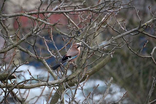 🔬 Garrulus glandarius 🇬🇧 Eurasian Jay 🇵🇱 Sójka zwyczajna
