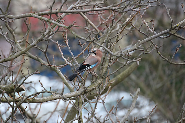 🔬 Garrulus glandarius 🇬🇧 Eurasian Jay 🇵🇱 Sójka zwyczajna