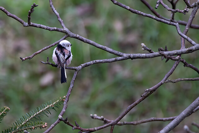 🔬 Aegithalos caudatus 🇬🇧 Long-tailed Tit 🇵🇱 Raniuszek zwyczajny