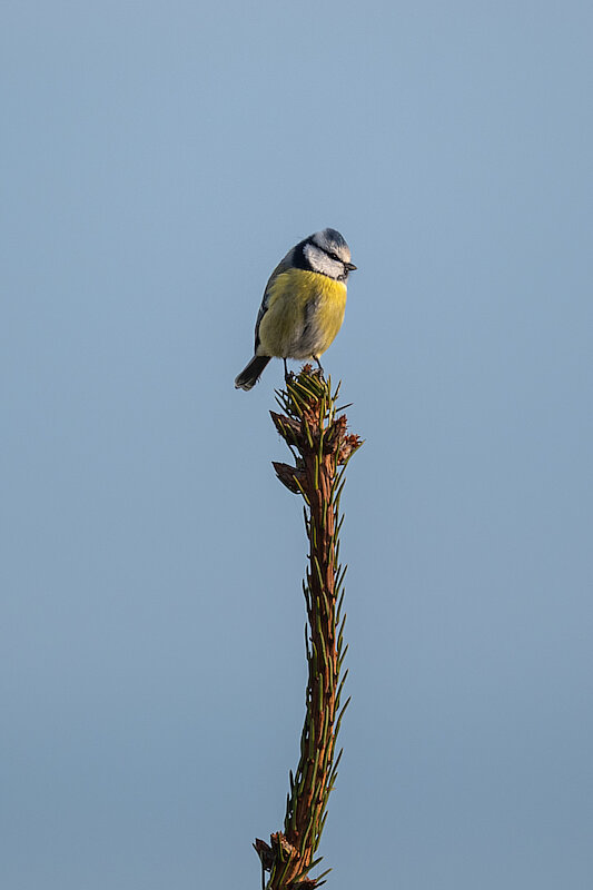 🔬 Cyanistes caeruleus 🇬🇧 Eurasian Blue Tit 🇵🇱 Sikora modra