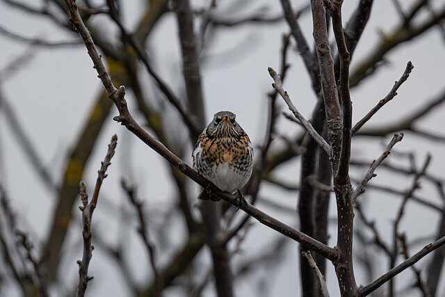 🔬 Turdus pilaris 🇬🇧 Fieldfare 🇵🇱 Kwiczoł