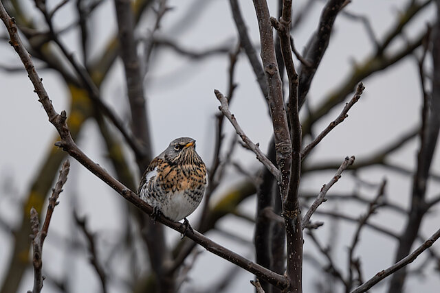 🔬 Turdus pilaris 🇬🇧 Fieldfare 🇵🇱 Kwiczoł