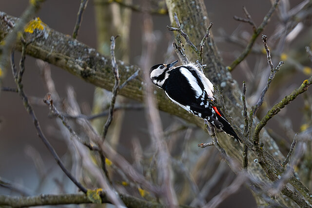 🔬 Dendrocopos major 🇬🇧 Great Spotted Woodpecker 🇵🇱 Dzięcioł duży