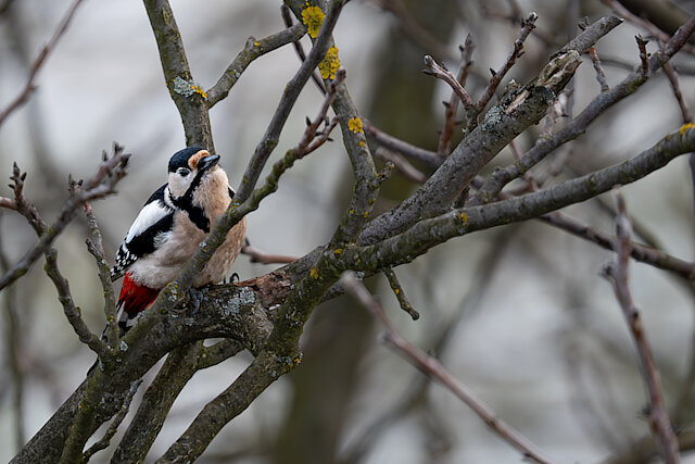 🔬 Dendrocopos major 🇬🇧 Great Spotted Woodpecker 🇵🇱 Dzięcioł duży