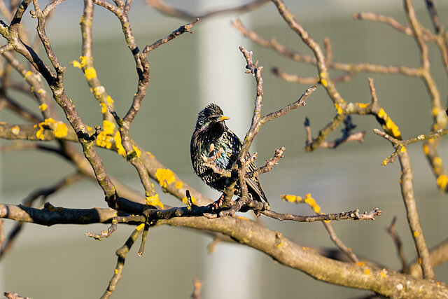 🔬 Sturnus vulgaris 🇬🇧 Common Starling 🇵🇱 Szpak