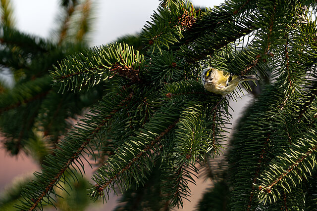 🔬 Regulus regulus 🇬🇧 Goldcrest 🇵🇱 Mysikrólik zwyczajny