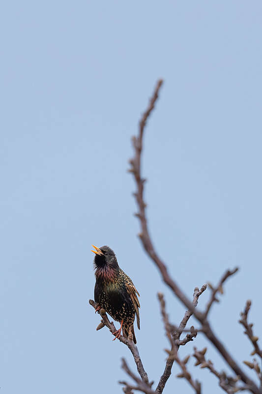 🔬 Sturnus vulgaris 🇬🇧 Common Starling 🇵🇱 Szpak