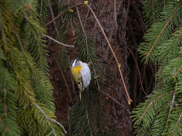 🔬 Regulus ignicapilla 🇬🇧 Common Firecrest 🇵🇱 Zniczek
