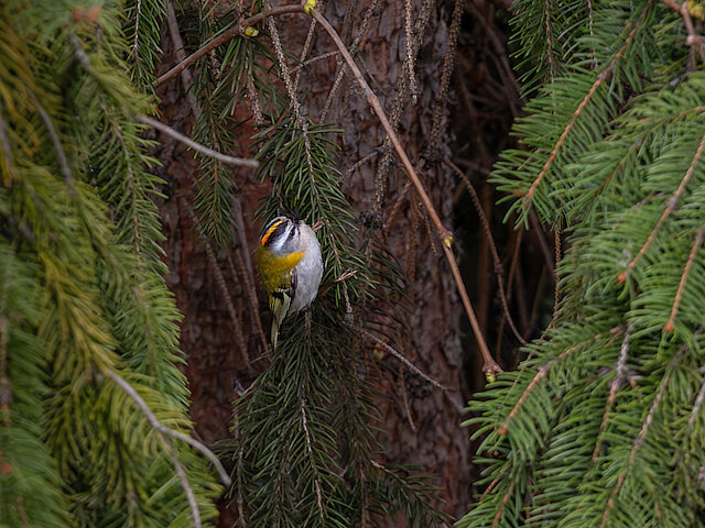 🔬 Regulus ignicapilla 🇬🇧 Common Firecrest 🇵🇱 Zniczek