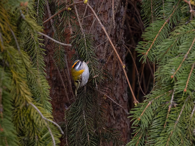 🔬 Regulus ignicapilla 🇬🇧 Common Firecrest 🇵🇱 Zniczek