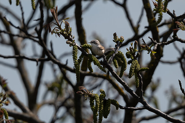 🔬 Sylvia communis 🇬🇧 Common Whitethroat 🇵🇱 Cierniówka