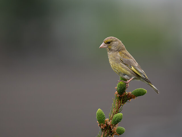 🔬 Chloris chloris 🇬🇧 European Greenfinch 🇵🇱 Dzwoniec zwyczajny