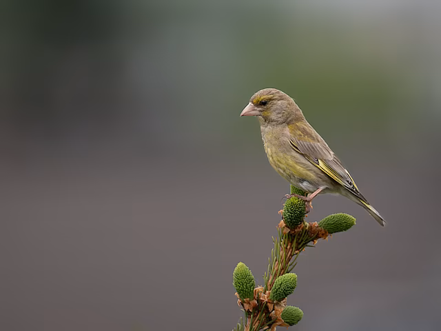 🔬 Chloris chloris 🇬🇧 European Greenfinch 🇵🇱 Dzwoniec zwyczajny